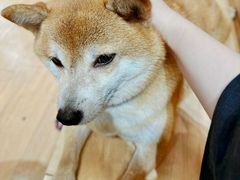 -是阿柴呀！柴犬咖啡·爱喵喵猫咖