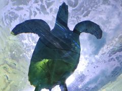 -多彩贵州城极地海洋世界