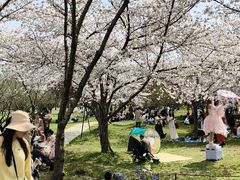 -苏州上方山国家森林公园