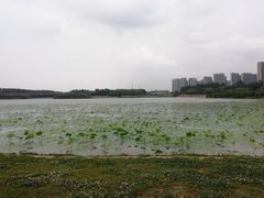 -丁香湖公园