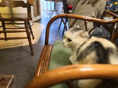 -猫色咖啡·猫咖