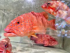 -金汇酒楼(中山东区店)