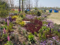 -上海长兴岛郊野公园