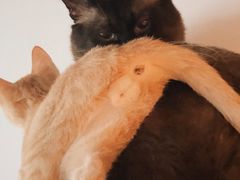 -Cappucimeow猫咪咖啡馆(韦伯时代店)