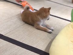 -逗柴咖啡屋·狗咖猫咖宠物桌游