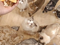 -有喵·猫咖·狗咖·30几只猫10只小狗(岗厦店)