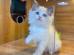 -猫十亿·布偶金渐层·曼基康矮脚猫舍(青年路店)