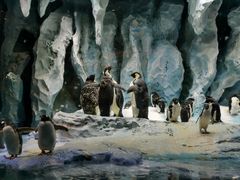 -帝企鹅自助餐厅•儿童岛•真企鹅(长隆企鹅酒店)