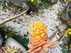 -崇圣寺三塔文化旅游区