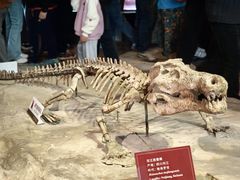 -自贡恐龙博物馆