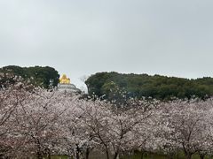 -苏州上方山国家森林公园