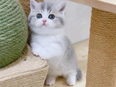 -Bastet sally猫舍购宠(静安店)