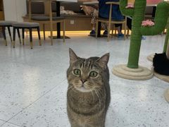 -喵园·猫主题咖啡厅·撸猫·猫咖(国贸店)