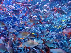 -成都浩海立方海洋公园