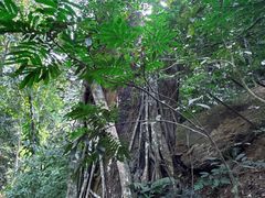 -西双版纳原始森林公园