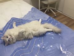 -猫大福·Fortune Cat猫舍(百子湾店)