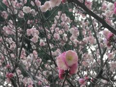 -无锡梅园公园