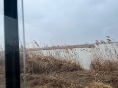 -盐城丹顶鹤湿地生态旅游区