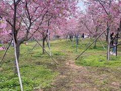 -天适樱花悠乐园