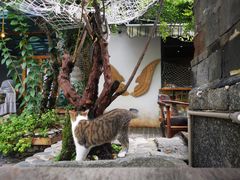 -喵屿·大理花园猫咖