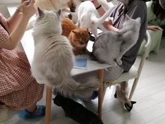 -喵的天空名猫咖啡馆·撸猫·猫舍·用品