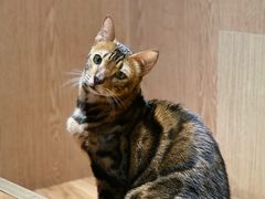 -MOCHA明星猫咖(田子坊店)
