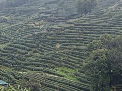 -十里琅珰
