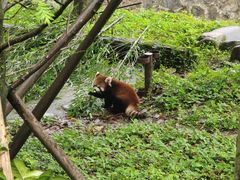 -都江堰中华大熊猫苑