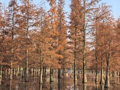 -白鹭湾湿地公园