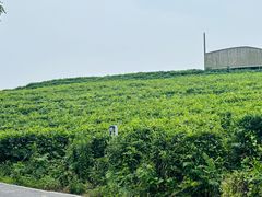 -浮槎山