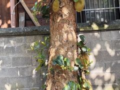 -西双版纳傣族园