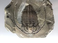 -湖南省地质博物馆