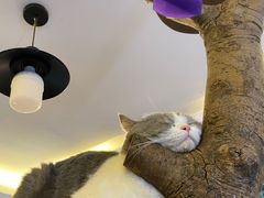 -more than meow吴止猫主题餐厅(承德 中船汇店)