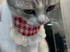 -共舞时光猫咖·狗咖(新街口店)