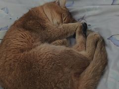 -宠颐生宠物医院·骨外科·犬猫全科诊疗中心(池州店)