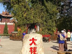 -大槐树寻根祭祖园