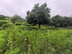 -张坝桂圆林公园