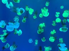 -成都浩海立方海洋公园