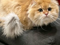 -欣宠猫屋·矮脚拿破仑·蓝金金渐层