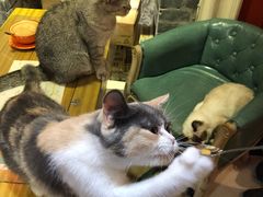-猫色咖啡·猫咖