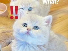 -猫十亿·布偶金渐层·曼基康矮脚猫舍(青年路店)