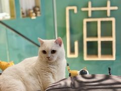 -飞行喵MR PILOT|猫舍·猫咖(静安大融城店)