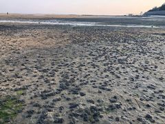 -北海金海湾红树林生态旅游区