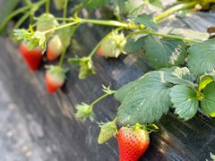 -尚田草莓姑娘白草莓采摘基地