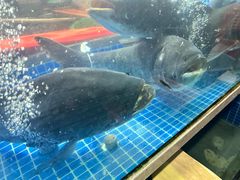 -全乐鱼馆·淳牌有机鱼直营店