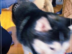 -Husky Go! 哈士奇体验馆·宠物咖啡厅狗咖