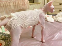 -喜多萌中农锦绣动物医院24H·猫科·牙科MRI·CT