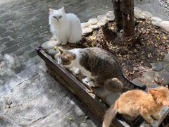-喵屿·大理花园猫咖
