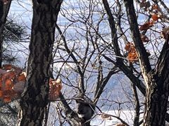 -帽儿山国家森林公园