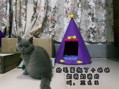 -瑞派福兴宠物医院犬猫全科·骨科·中西医结合(河东店)